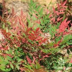 Nandina Obsession -Garden Plant Store apo nandina obsession leaf flower