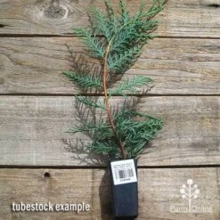 Cupressocyparis Naylors Blue - Leyland Cypress -Garden Plant Store apo naylors blue cypress tubestock