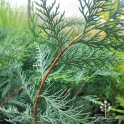Cupressocyparis Naylors Blue - Leyland Cypress -Garden Plant Store apo naylors blue red stems
