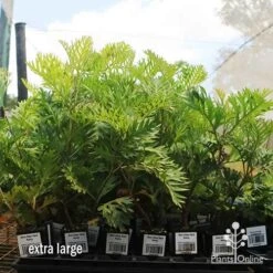 Grevillea Ned Kelly 21 Grevillea Ned Kelly -Garden Plant Store apo ned kelly dec large