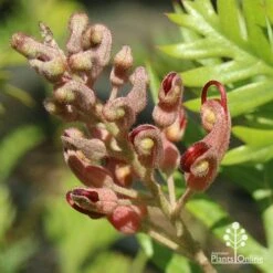 Grevillea Ned Kelly 20 Grevillea Ned Kelly -Garden Plant Store apo ned kelly flowerbud