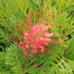 Grevillea Ned Kelly 16 Grevillea Ned Kelly -Garden Plant Store apo ned kelly grevillea flower2