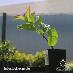 Chaenomeles Nivalis - Japanese Quince -Garden Plant Store apo nivalis quince tubestock2