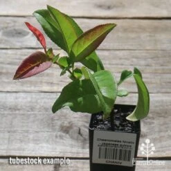 Chaenomeles Nivalis - Japanese Quince -Garden Plant Store apo nivalis quince tubestock 1