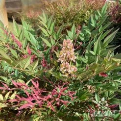 Nandina Obsession -Garden Plant Store apo obsession flowering