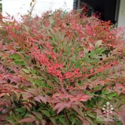 Nandina Obsession -Garden Plant Store apo obsession new growth