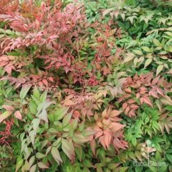Nandina Obsession -Garden Plant Store apo obsession spring shades