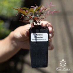 Nandina Obsession -Garden Plant Store apo obsession tube