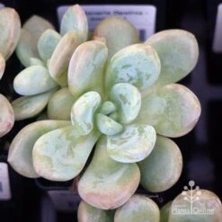 Graptoveria Opalina - Succulent -Garden Plant Store apo opalina