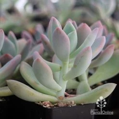 Graptoveria Opalina - Succulent -Garden Plant Store apo opalina colour shade