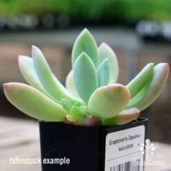 Graptoveria Opalina - Succulent -Garden Plant Store apo opalina tubestock colours