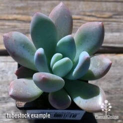 Graptoveria Opalina - Succulent