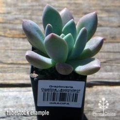 Graptoveria Opalina - Succulent -Garden Plant Store apo opalina tubestock 1
