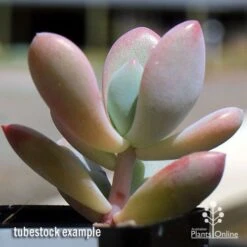 Graptoveria Opalina - Succulent -Garden Plant Store apo opalina tubestock 2