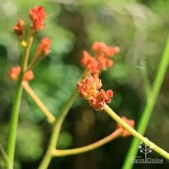 Anigozanthos Orange Cross - Kangaroo Paw -Garden Plant Store apo orange cross kangaroo paw buds