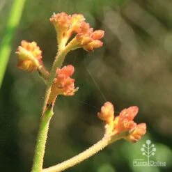 Anigozanthos Orange Cross - Kangaroo Paw -Garden Plant Store apo orange cross kangaroo paw buds2