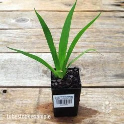 Anigozanthos Orange Cross - Kangaroo Paw -Garden Plant Store apo orange cross kangaroo paw tubestock