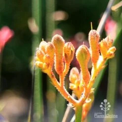 Garden Plant Store -Garden Plant Store apo orange cross paws sunlit