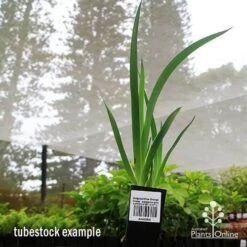 Anigozanthos Orange Cross - Kangaroo Paw -Garden Plant Store apo orange cross tubestock