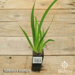 Anigozanthos Orange Cross - Kangaroo Paw -Garden Plant Store apo orange cross tubestock top