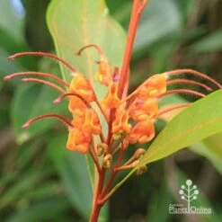 Grevillea Orange Marmalade -Garden Plant Store apo orange marmalade flower closeup