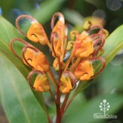 Grevillea Orange Marmalade -Garden Plant Store apo orange marmalade flower july