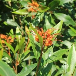 Grevillea Orange Marmalade -Garden Plant Store apo orange marmalade flowering