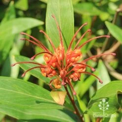 Grevillea Orange Marmalade -Garden Plant Store apo orange marmalade grevillea flower above