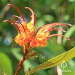 Grevillea Orange Marmalade -Garden Plant Store apo orange marmalade grevillea flower opening