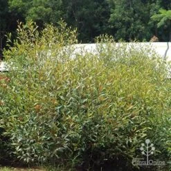 Grevillea Orange Marmalade -Garden Plant Store apo orange marmalade in nursery