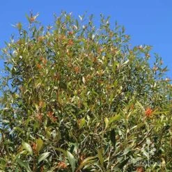 Grevillea Orange Marmalade -Garden Plant Store apo orange marmalade nursery bank2