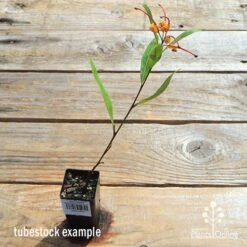 Grevillea Orange Marmalade -Garden Plant Store apo orange marmalade tubetock flowering