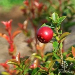 Syzygium Orange Twist - Lilly Pilly -Garden Plant Store apo orange twist berry
