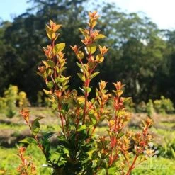 Syzygium Orange Twist - Lilly Pilly -Garden Plant Store apo orange twist nursery