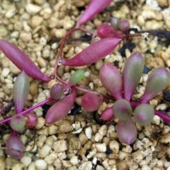 Othonna Ruby Necklace - Little Pickles - Succulent -Garden Plant Store apo othonna purple colour