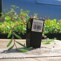 New Products -Garden Plant Store apo othonna ruby necklace tubestock