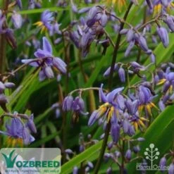 Dianella Little Jess