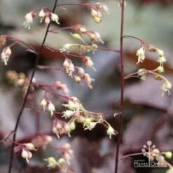 Heuchera Palace Purple - Coral Bells -Garden Plant Store apo palace purple heuchera flowers