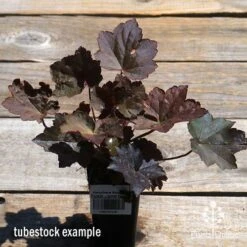 Heuchera Palace Purple - Coral Bells -Garden Plant Store apo palace purple heuchera tubestock top
