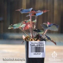 Heuchera Palace Purple - Coral Bells -Garden Plant Store apo palace purple tubestock