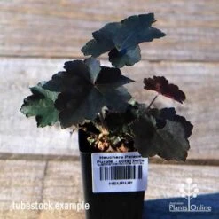 Heuchera Palace Purple - Coral Bells -Garden Plant Store apo palace purple tubestock top
