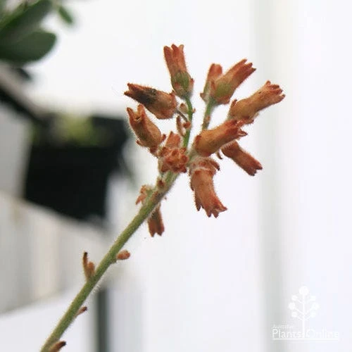 Kalanchoe Tomentosa – Panda Plant - Succulent 9 Kalanchoe Tomentosa – Panda Plant - Succulent - Image 9