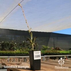 Kalanchoe Tomentosa – Panda Plant - Succulent 15 Kalanchoe Tomentosa – Panda Plant - Succulent -Garden Plant Store apo panda plant tubestock tall