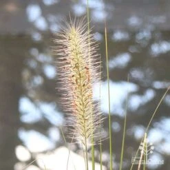 Pennisetum Alopecuroides - Swamp Fountain Grass -Garden Plant Store apo pennisetum alopec awn 2