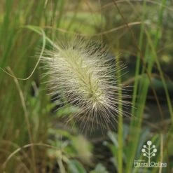 Pennisetum Alopecuroides - Swamp Fountain Grass -Garden Plant Store apo pennisetum alopec awn