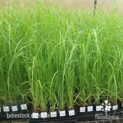 Pennisetum Alopecuroides - Swamp Fountain Grass -Garden Plant Store apo pennisetum alopecuroides large