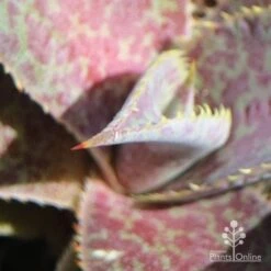 Mangave Purple People Eater - Succulent -Garden Plant Store apo people eater closeup