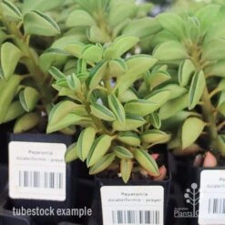 Peperomia Dolabriformis - Prayer Pepper - Succulent -Garden Plant Store apo peperomia dolab tubestock