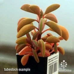 Peperomia Dolabriformis - Prayer Pepper - Succulent -Garden Plant Store apo peperomia dolabrifolia winter colour