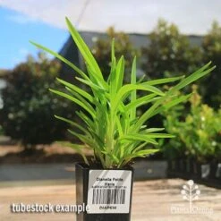 Dianella Petite Marie -Garden Plant Store apo petite marie dianella tubestock